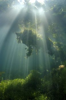 Early Morning in Kakaban Jellyfish lake gave this beautif... by Roger Munns 